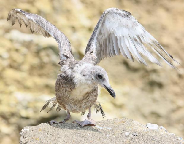 The Argus: Picture from Claire Andrews of a gull that Bird Aid saved