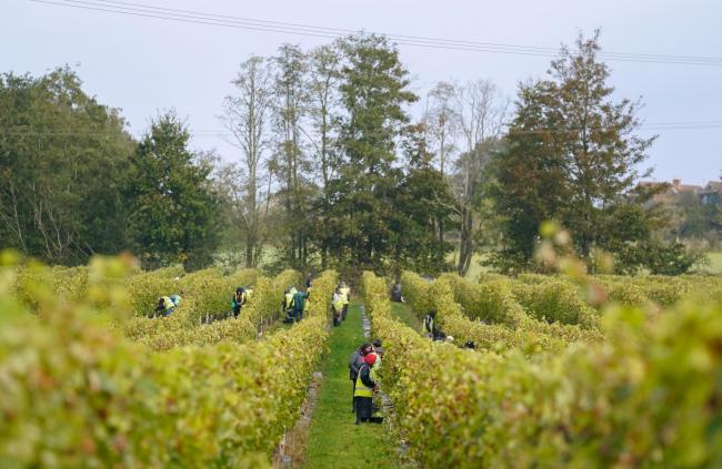 Pinot Meunier grapes are harvested by Nyetimber Wines on its Nutbourne vineyard in West Sussex. Picture date: Tuesday October 12, 2021