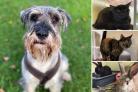 Here are some animals from the RSPCA branch in Brighton who are looking for adopters (RSPCA)