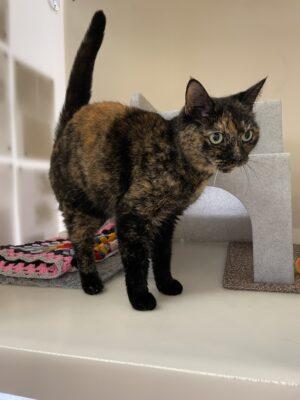 The Argus: Cookie (RSPCA)