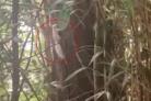 ‘Rare’ albino squirrel spotted by dog walker in Hastings