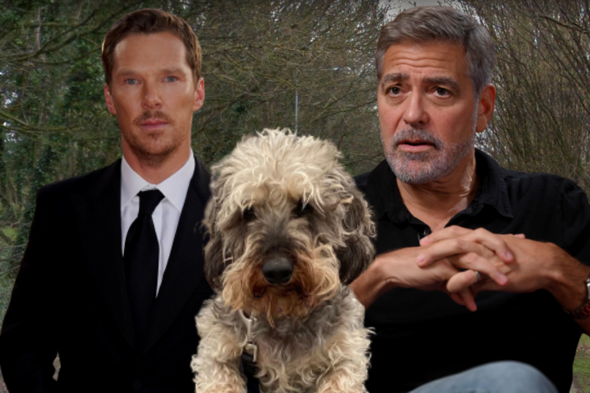 Dog loved by Benedict Cumberbatch and George Clooney run over