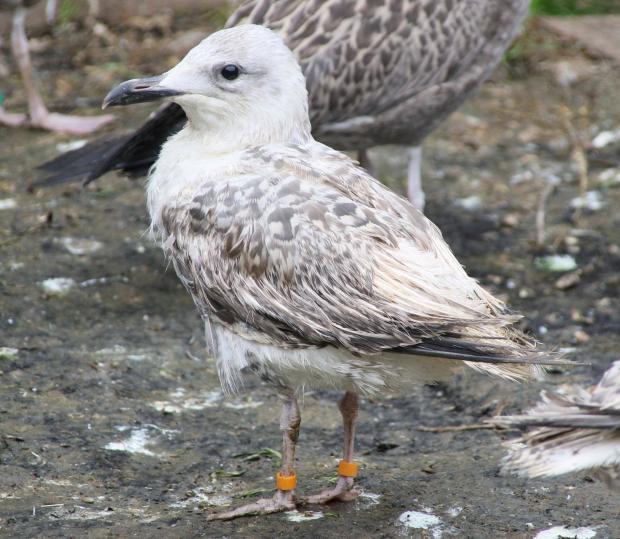 The Argus: The sanctuary has to keep many gulls for several months before they are ready for release. Picture by Claire Andrews.