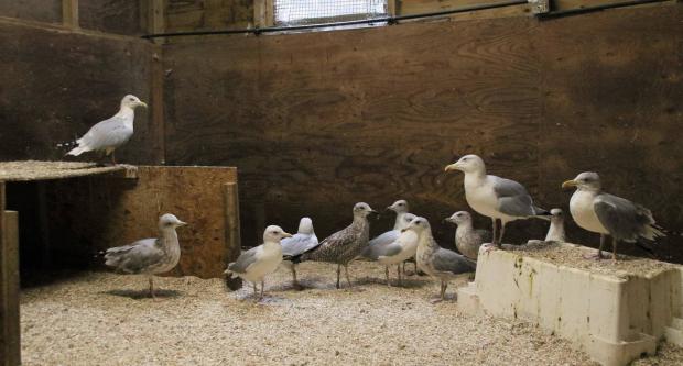 The Argus: Gulls in rehabilitation at Bird Aid. Picture by Claire Andrews.