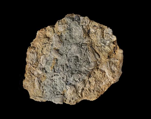 The Argus: Some of the exquisitely preserved echinoderms, with stalked crinoids particularly prominent. Picture: Trustees of the Natural History Museum