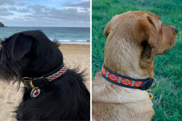 The Argus: The range of dog collars available from Malulu.