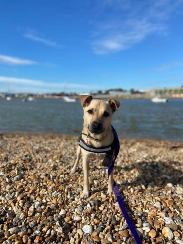 The Argus: Toby is being looked after at the Dogs Trust in Shoreham