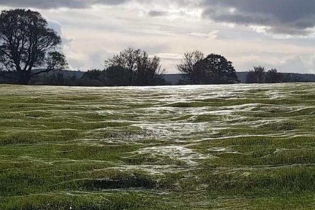 Footage shows a ‘sea of spider webs’ glistening in the sunshine in Sussex