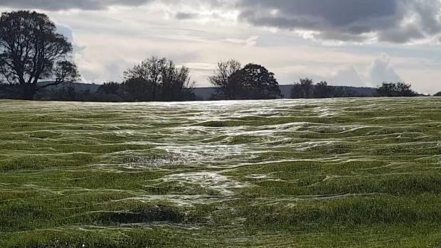 The Argus: Footage shows a ‘sea of spider webs’ glistening in the sunshine in Sussex 