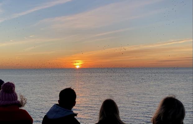 The Argus: The starlings put on a good show for the onlookers tonight