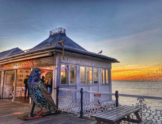The Argus: The cafe even has a live feed to watch the starlings roosting underneath the pier