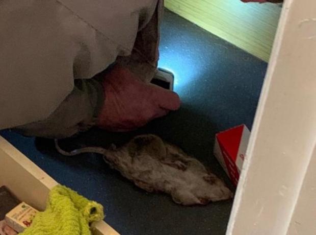 The Argus: A dead rat found in Shannen's flat
