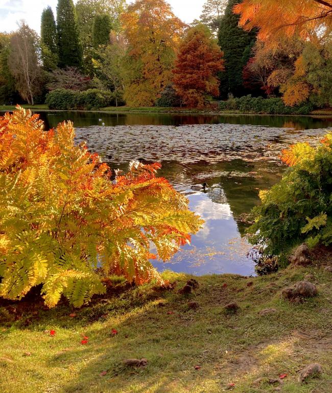 The autumn colours at Sheffield Park