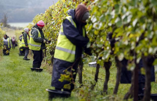 The Argus: Pinot Meunier grapes are harvested by Nyetimber Wines on its Nutbourne vineyard in West Sussex. Picture date: Tuesday October 12, 2021
