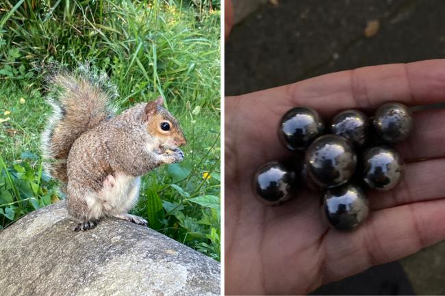 A number of squirrels and birds have been found dead in the grounds of St Peter's Church in Preston Park, Brighton.