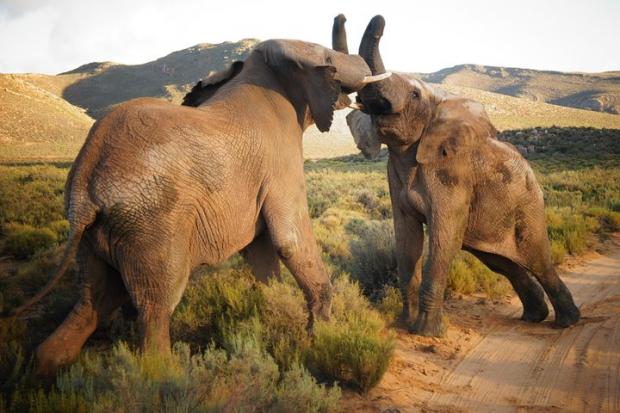 The Argus: Elephants at the Big Five Safari experience. Credit: TripAdvisor