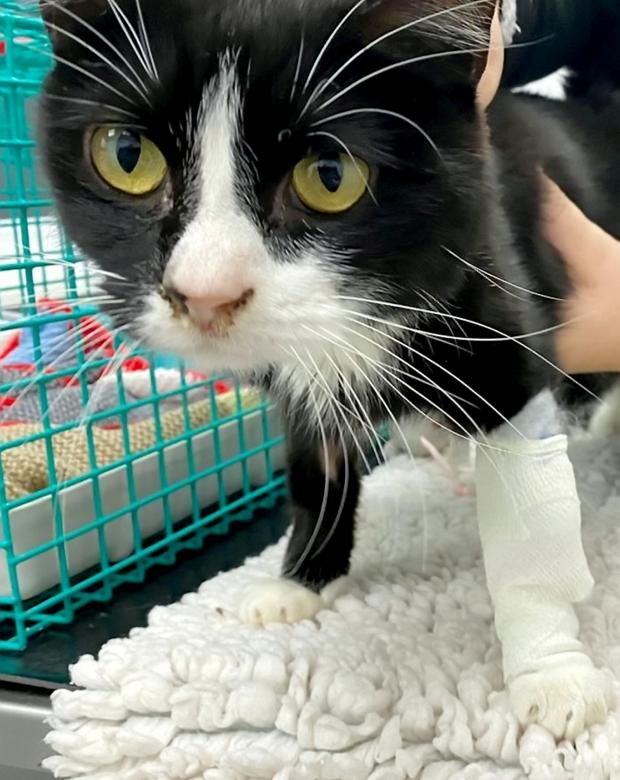 The Argus: Cat survives being trapped under floorboards of derelict house for two months