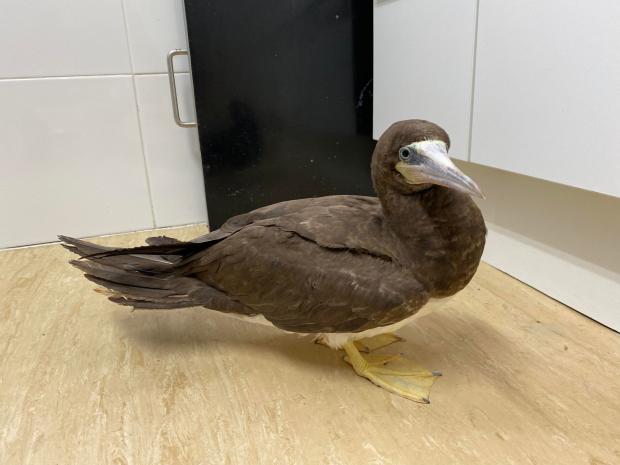 The Argus: The bird was rescued from Hove beach