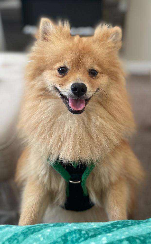 The Argus: Arlo is now a one year old Pomeranian