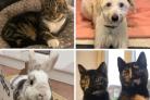 Five very different pets looking for the perfect forever home. Picture: Blue Cross Hampshire