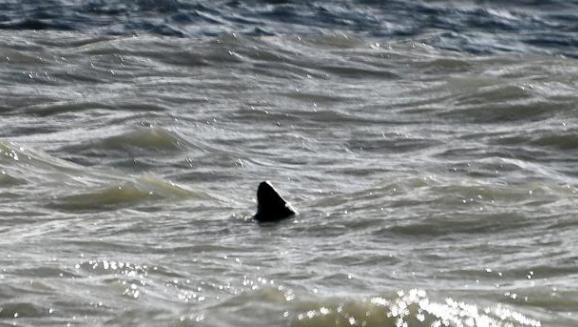 The Argus: A fin of a 'great white shark' has been spotted just yards off the coast from a popular beach, it has been claimed