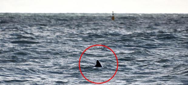 The Argus: Photos believed to be of a great white shark were captured by James Venn while he stood on the beach near Goring on February 4