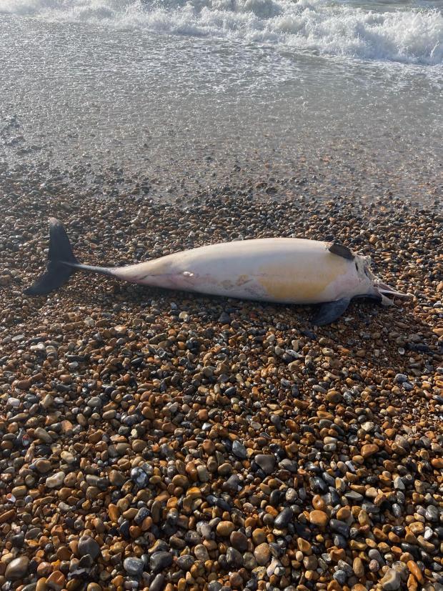 The Argus: Dolphin stranded on Hove beach 