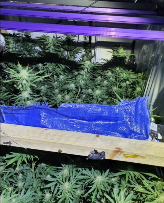 The Argus: Man, 62, arrested after 21 cannabis plants seized in Brighton 