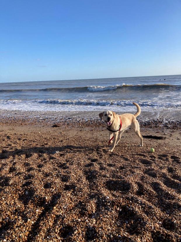 The Argus: Ernie the dog on the beach in Worthing. Credit: Vets Now 