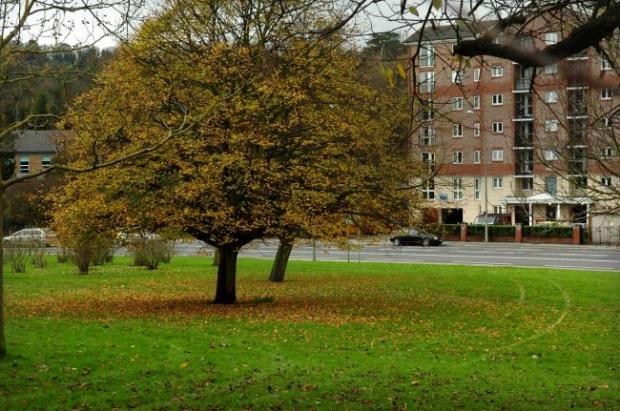 The Argus: Withdean Park in Brighton will see many of its ash trees removed
