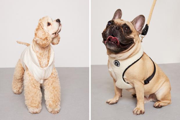 The Argus: (left) Teddie wearing a white PLT coat and (right) a Pug wearing a white PLT harness (PrettyLittleThing/Canva)