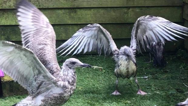 The Argus: Rescued gulls recovering at Bird Aid