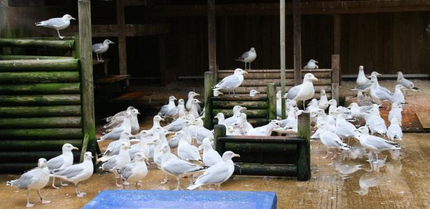 The Argus: The centre helps hundreds of gulls recover every year