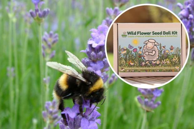 Barratt Homes is issuing flower packs to help provide bees with food