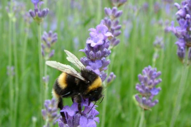 The Argus: Wildflowers can support 111 per cent more bumblebees than non-wildflower beds
