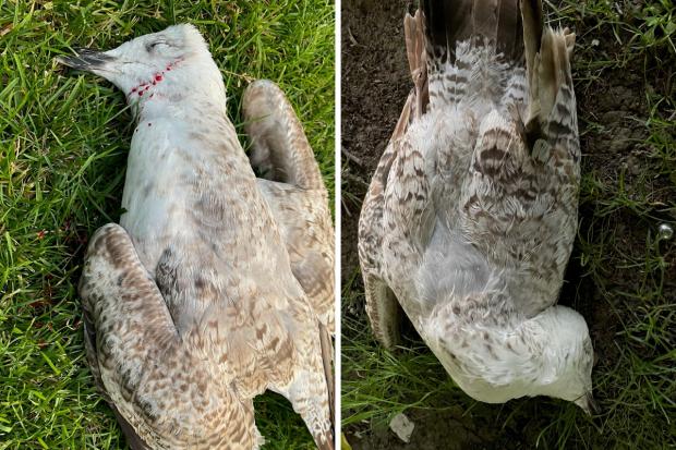The Argus: The two dead gulls found in Queen's Park, Brighton