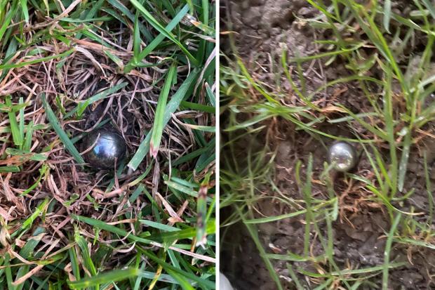 The Argus: The two ball bearings found next to the gulls