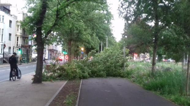 The Argus: The cyclist by the fallen branch along Grand Parade. Pictures by Jason Reeve
