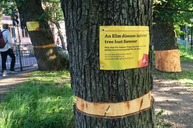 The Argus: Elm trees have been cut down in The Level in previous years. Picture from Friends of Queen's Park