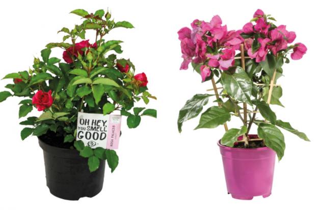 The Argus: (left) garden rose and (right) bougainvillea (Lidl/Canva)