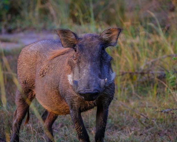 The Argus: There are 90 wild boar being kept in the Chichester District Council region. Picture: Canva