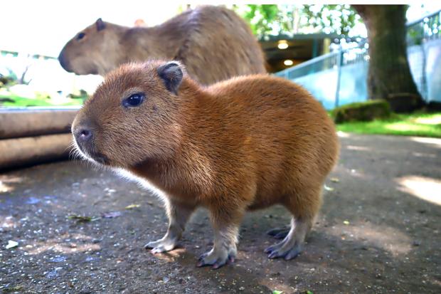 The Argus: The unnamed baby Kapybara