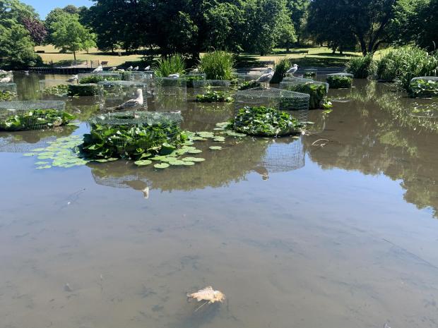 The Argus: A dead fish in the pond, pictured Monday 11th July