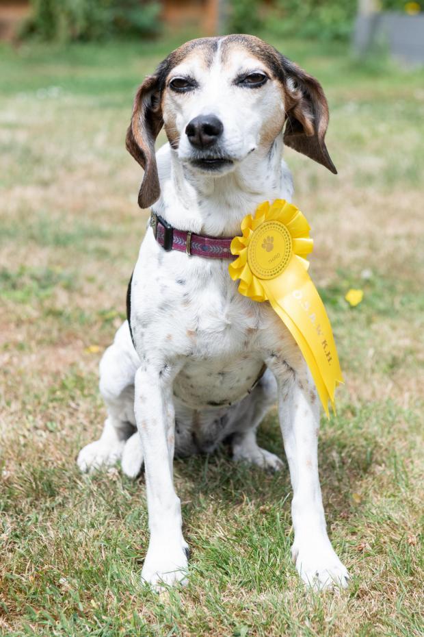 The Argus: Five-year-old beagle-cross Bonnie 