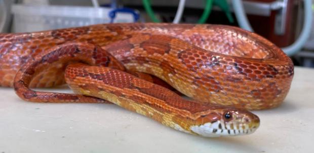 The Argus: This corn snake was found in a garbage can. Image: RSPCA
