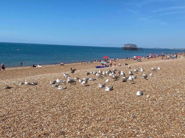The Argus: Seagulls on Brighton beach took a break as temperatures soared along the Sussex coast