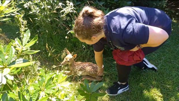 The Argus: Ellie Langridge releases the baby deer back into the wild to be reunited with her mother