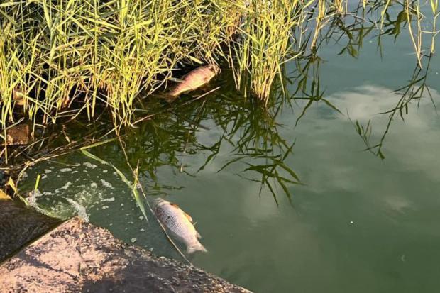 The Argus: Fish in Brooklands Lake died from lack of oxygen caused by the extreme heat