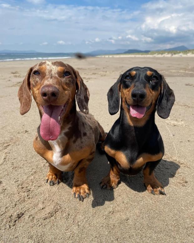 The Argus: Previous Winners Hugo and Hershey (Canine Cottages)