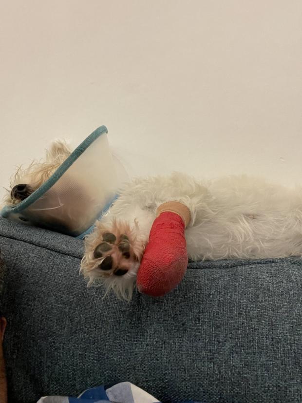 The Argus: Lily wears a cone after her surgery
